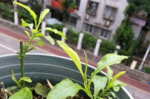 蓝雪花的种植技巧及养护方法（了解蓝雪花的生态特点与培育要点，打造美丽花园）