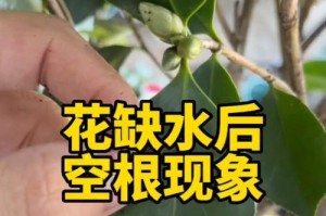 如何恢复茶花叶子的鲜活度？（茶花叶子变干了脆了怎么办？教你一招恢复茶花叶子的方法！）