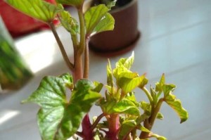 白薯花水养养殖技巧及注意事项（轻松掌握白薯花水养的秘诀，打造自家花园的瑰宝）
