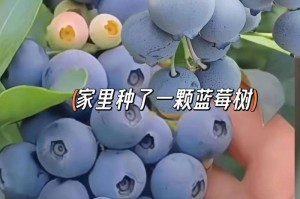 广西蓝莓种植的可行性分析（探究广西蓝莓种植的优势和劣势，以及市场前景）