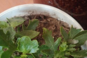 长寿花杆子歪了，如何种植修复？（解决长寿花杆子歪曲问题的方法及步骤）