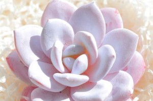 雪莲花盆栽种植指南（打造家中的美丽花园，从种植雪莲花开始）