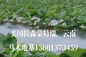草莓苗种植知识大全（了解草莓苗生长周期及栽培技巧，让你的草莓丰收无忧）