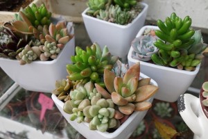白色虫害侵袭多肉植物，如何应对？（多肉植物白色虫害防治措施及应急处理方法）