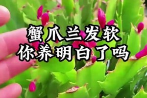 蟹爪兰变黄了怎么办？（教你恢复蟹爪兰的翠绿色，让它重新焕发生机）