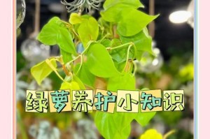 佛手喜阳还是喜阴？——揭秘佛手植物的光照偏好（佛手喜阳还是喜阴？你需要知道的关键信息）