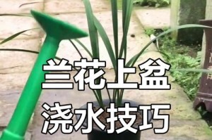 墨兰盆栽养护详解（上盆时间、养护要点、繁殖技巧）