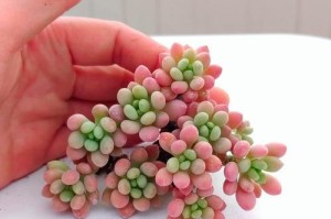 了解景天科植物的养护方法（打造美丽多肉花园的关键技巧）