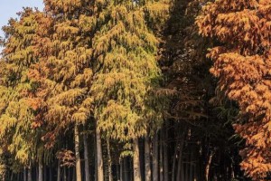 水中的生命之杉——水杉（探秘水杉）