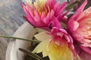 如何养护睡莲让其开花更多（教你从栽种到施肥全面了解养护睡莲）