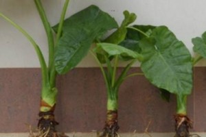 如何护理水培观音植物叶子黄了的解决办法（以水培观音植物叶子黄了怎么办？一起来学习护理技巧吧！）