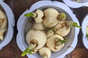 水仙花过长导致倒伏的应对方法（如何避免水仙花因生长过长而倒伏，保持植株健康）