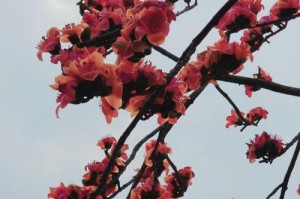 木棉花开花月份及季节（探寻木棉花的美丽与神秘）