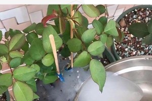 淘米水能否用来浇花？（掌握正确的浇花方法，让淘米水发挥更大的作用）