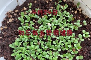 以勿忘我花的种子怎么种？（掌握正确的种植技巧，让勿忘我花绽放无尽美丽）