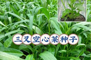 空心菜种子发芽时间详解（种子发芽的关键因素与优化方法）
