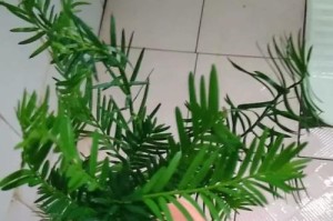 红豆杉冬天会冻死吗？（探究红豆杉的耐寒性及防寒措施）
