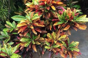 变叶木的养护与管理技巧（打造绿意盎然的变叶木花园）