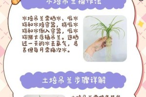 水养吊兰的养殖技巧（打造更旺盛的吊兰）
