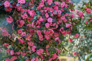 茶花魅力无限（数花如诗，如何品味茶花的独特之处）