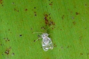 千手观音的虫害防治措施（保护您的千手观音，远离虫害困扰）