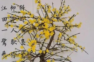 冬季如何修剪以地栽迎春花