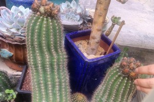 如何拯救奄奄一息的仙人掌花（有效方法救活仙人掌花，为您的植物带来新生）