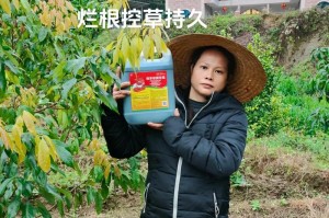 草坪肥料的选择与使用（如何为草坪选择最优质的肥料？）
