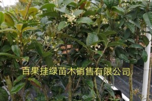 如何培养盆栽桂花小苗保持树形？（关键步骤和技巧助您成功打造美丽树形盆栽）