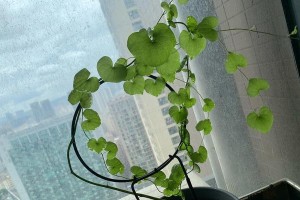 如何科学养护植物，让它们健康茁壮（掌握适宜环境与关键技巧，成为植物的贴心管家）