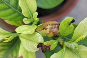 栀子花为何会掉花？（探寻栀子花掉花的原因与解决方法）