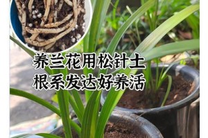 多肉植物的土配制方法（打造健康多肉生长环境的土壤配方和技巧）