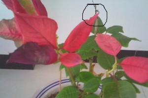 叶发黄怎么办？（手把手教你拯救枯黄的植物！）