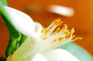 以柠檬花人工受粉技术的研究与应用（提高柠檬花受粉效率的关键技巧及方法）