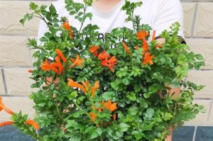 秋季凌霄花养护指南（打造花园中的绚丽秋色）