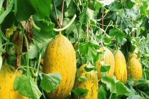 探秘哈密瓜的生长环境及特点（从种植到收成，哈密瓜的秘密揭晓）
