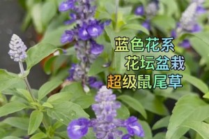 蓝花鼠尾草——多年生的魅力（了解蓝花鼠尾草的种植和护理技巧）
