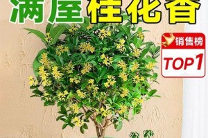 以古桩桂花盆栽的养护技巧（打造芳香四溢的家居盆景）