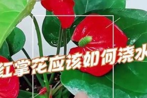 红掌浇水的正确时间和方法（掌握浇水技巧，让红掌健康成长）