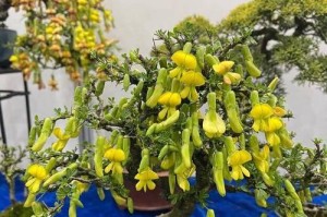 冬季盆花怎样过冬？（有效方法保护盆花在寒冷的冬季生存）