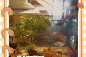 水中养植，换水关键（探索适合水中养植的植物换水法）
