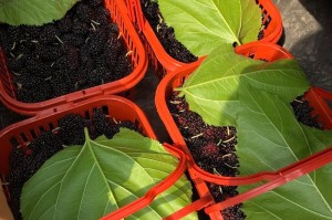 适合种植桑葚的地方及栽培方法（了解桑葚，打造甜美果园）
