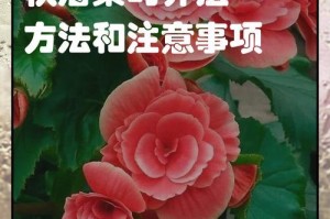 如何在家中养护丽格海棠？（一起探究丽格海棠的特点和家庭养法）