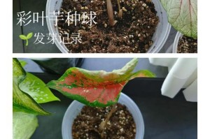 彩叶芋叶子垂下来的原因及应对方法（揭秘彩叶芋叶子垂下来的主要原因和解决办法，让你的植物焕发生机）