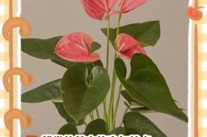 粉掌花为何变黄？如何处理？（解决粉掌花变黄的实用方法）