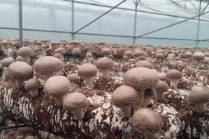 以香姑怎么养殖（助你成功种植香姑，轻松享受丰收）