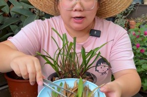如何解决兰花移栽后叶片发黑问题（快速有效的叶片发黑处理方法）