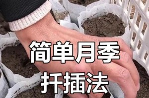 月季花扦插成功的关键（掌握关键技巧，轻松插秧）