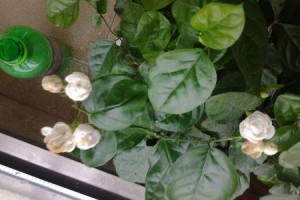 茉莉干叶枯枝原因与处理方法（茉莉干叶枯枝原因分析及有效的处理方法）