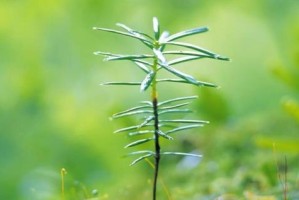 象征教师精神的植物（用植物来传达教育的深情厚谊）